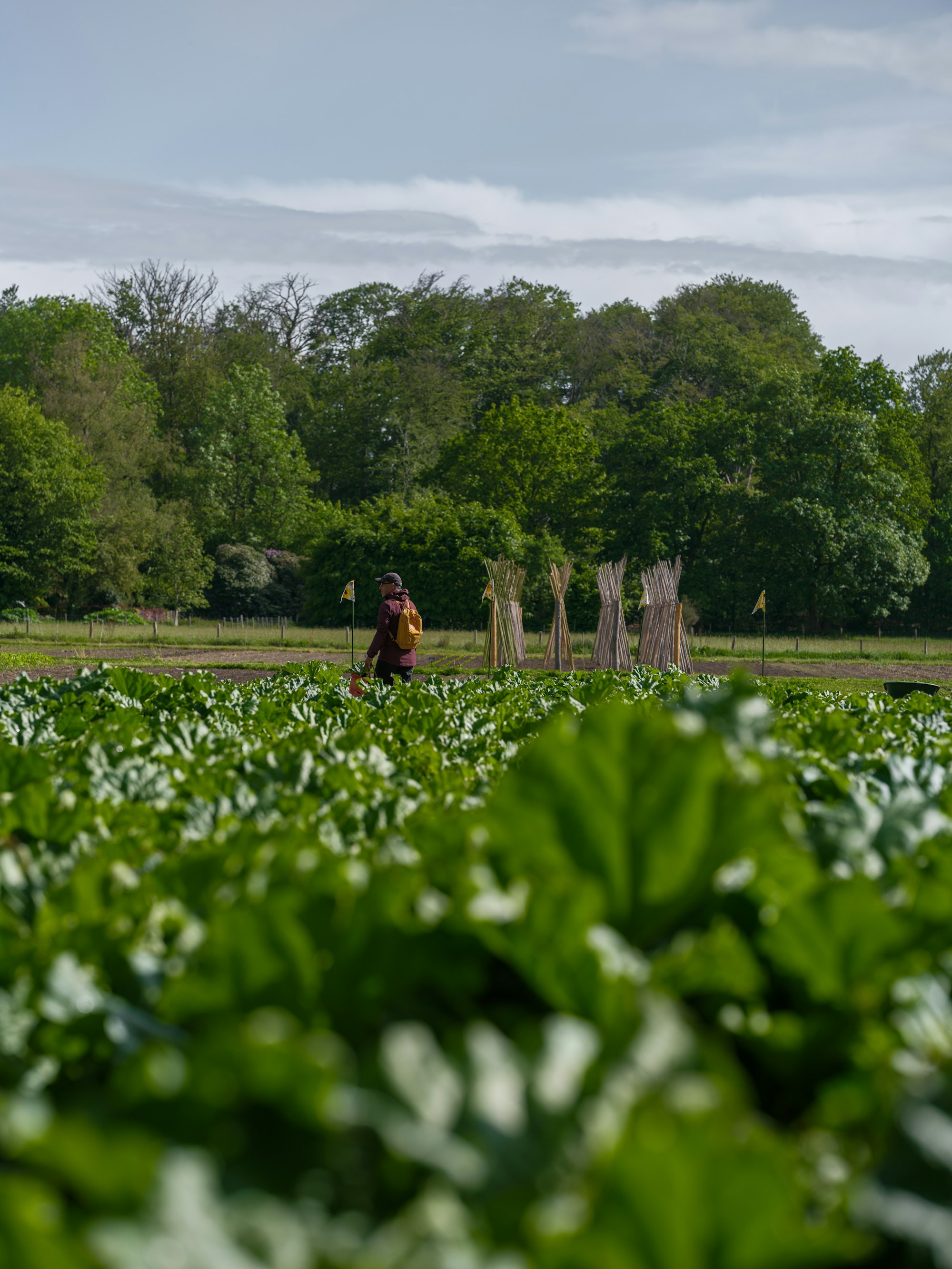 A grower tending vegetables in a cultivated field