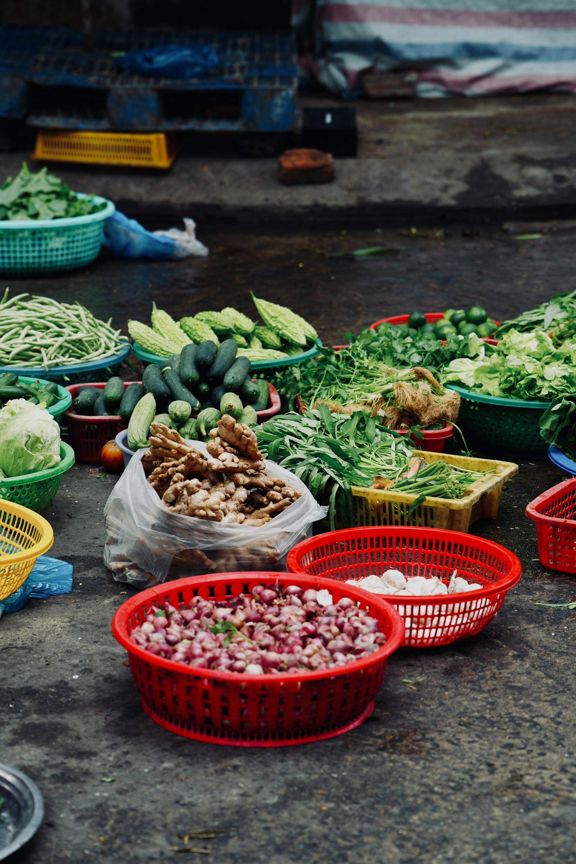 Fresh vegetables displayed for market supply